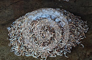 pile of tiger prawn and white shrimps on floor in asian fish market for sale