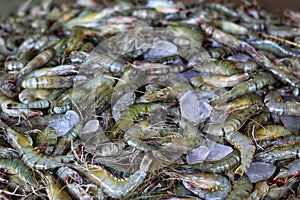 pile of tiger prawn and white shrimps on floor in asian fish market for sale