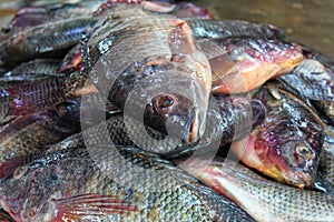 pile of tilapia fish after harvesting from farm pond genetically improved GMO GIFT tilapia nilotica fish culture