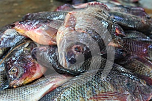 pile of tilapia fish after harvesting from farm pond genetically improved GMO GIFT tilapia nilotica fish culture