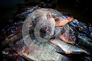 pile of tilapia fish after harvesting from farm pond genetically improved GMO GIFT tilapia nilotica fish culture