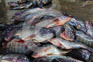 pile of tilapia fish after harvesting from farm pond genetically improved GMO GIFT tilapia nilotica fish culture