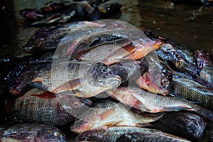 pile of tilapia fish after harvesting from farm pond genetically improved GMO GIFT tilapia nilotica fish culture