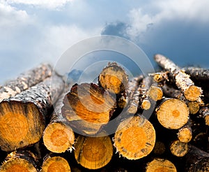 Pile of timber