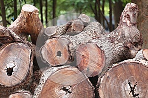 Pile of timber is cut out into from forest in illegal loggers.