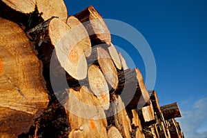 Pile of timber logs from logging