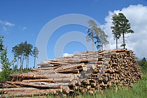 Pile of Timber Logs Summer Landscape