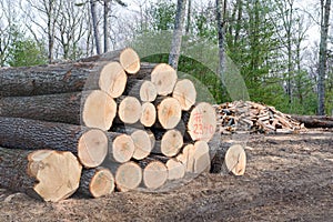 Pile of Timber ready for the Mill with a pile of Firewood.