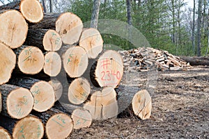 Pile of Timber ready for the Mill with a pile of Firewood.