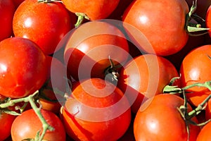 Pile of tomato