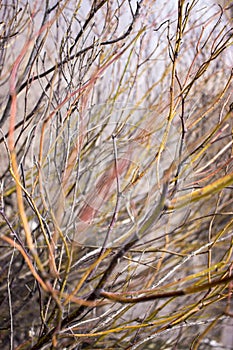 Pile of tree branches composition as a background texture