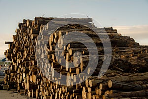 A pile of Tree Trucks in Boatyard, at Fraserburgh Harbour. Aberdeenshire, Scotland, UK.