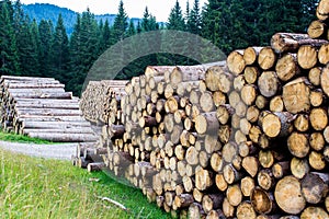 Pile of tree trunks