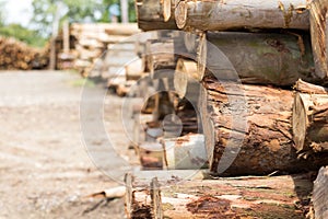 Pile of tree trunks cut