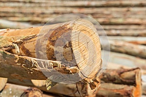 Pile of tree trunks cut