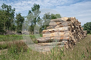 Pile of tree trunks in the forest