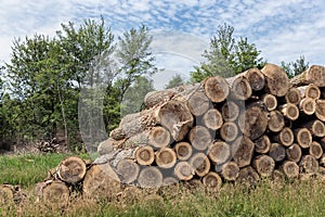 Pile of tree trunks in the forest