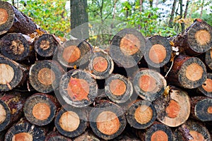 Pile of tree trunks in a forest.
