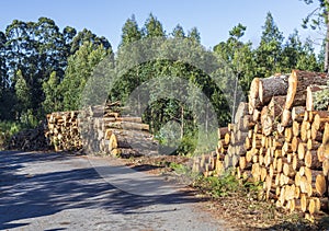 A pile of tree trunks recently cut down in a forest of Europe.