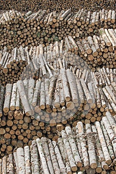 Pile of trunks of felled trees