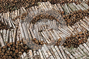 Pile of trunks of felled trees