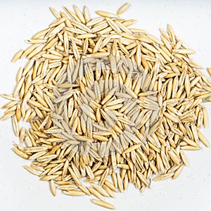 Pile of unhulled common oat grains closeup on gray photo