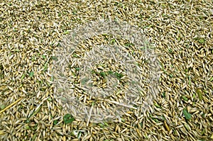 A pile of unhulled grains.