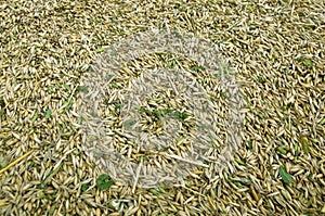 A pile of unhulled grains.
