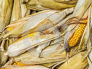Pile of unhusked sweet corn cobs