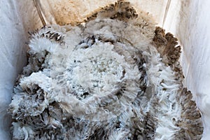 Pile of unprocessed sheep fleece in a collecting bag photo