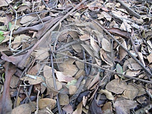 Pile of various dry leaves and twigs