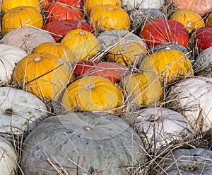 Pile of various pumpkins at harvest festival. background, vegetables.