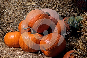 Pile of various ripe colorful pumpkins on bales of straw on sunny day. Autumn harvest on pumpkin patch