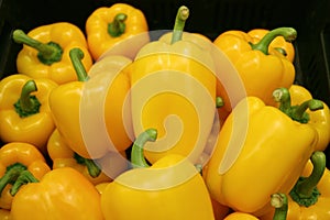 Pile of Vibrant Yellow Fresh Ripe Bell-peppers with Green Stems