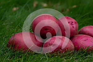 Pile of washed clean red potato on the green grass