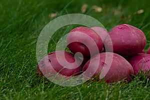 Pile of washed clean red potato on the green grass