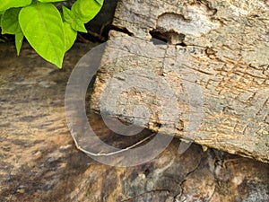 Pile of weathered wood board with touch of green leaves useful for a natural background image