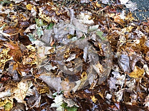 Pile of Wet Autumn Leaves