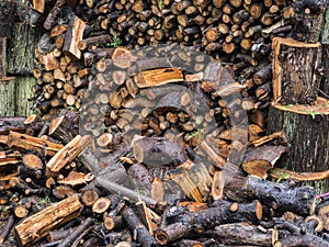 Pile of wet firewood