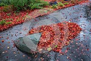Pile of wet leaves and a rake on an asphalt driveway, garden in background, fall cleanup