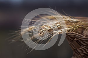 A pile of wheat in the brushwood basket flutter on the wind.