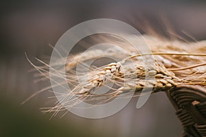 A pile of wheat in the brushwood basket flutter on the wind.