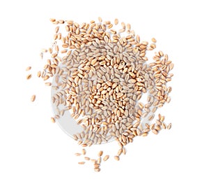 Pile of wheat grains on white background. Cereal crop