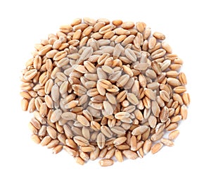 Pile of wheat grains on white background. Cereal crop