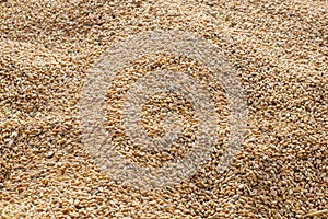 Pile of wheat kernels as background selective focus