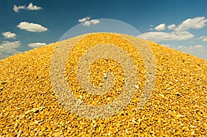 Pile of wheat seeds during harvest against blue sky in summer