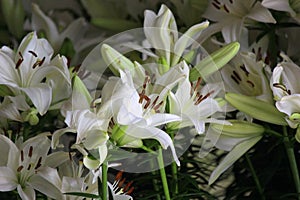 Pile of white liles flower photo