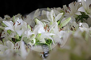 Pile of white liles flower photo