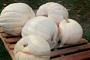 Pile of White Pumpkins