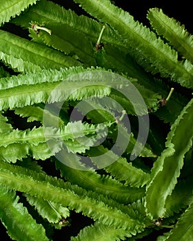 Pile of winged beans, full frame vegetable background